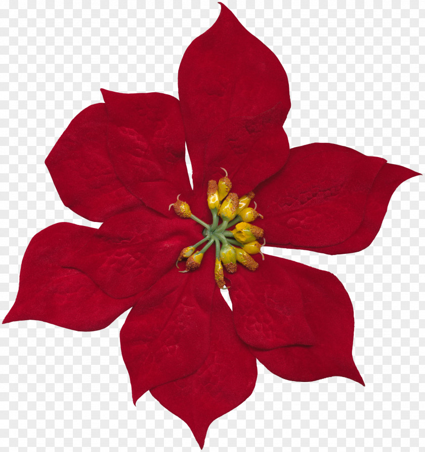 Hibiscus Flower Cut Flowers Floral Design Rosaceae PNG