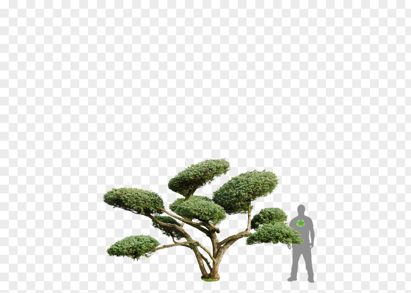 Juniperus Chinensis Conifers Shrub ClickandGreen GmbH Houseplant PNG