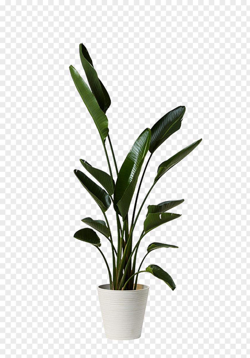 Plant Strelitzia Nicolai Houseplant Ficus Microcarpa Bird Of Paradise Flower PNG