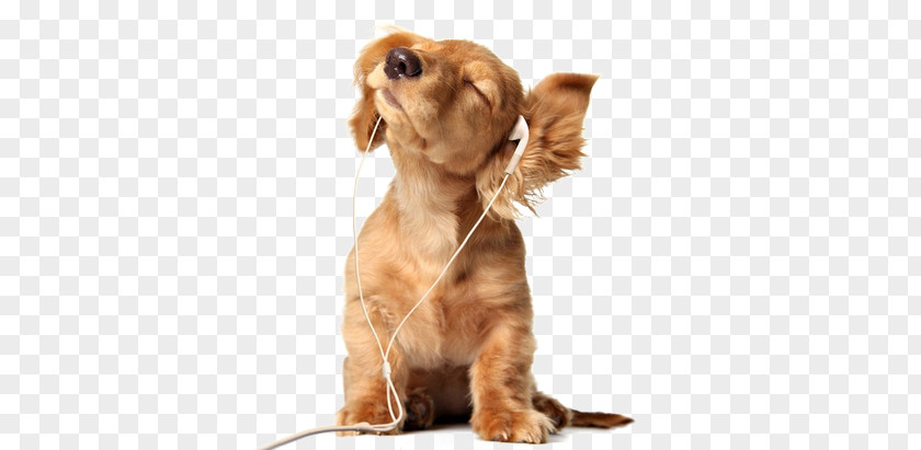 Puppy Bernese Mountain Dog Pug Pet Hearing PNG