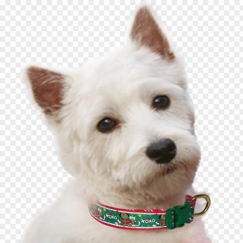 Red Collar Dog West Highland White Terrier Breed Rare (dog) Companion PNG