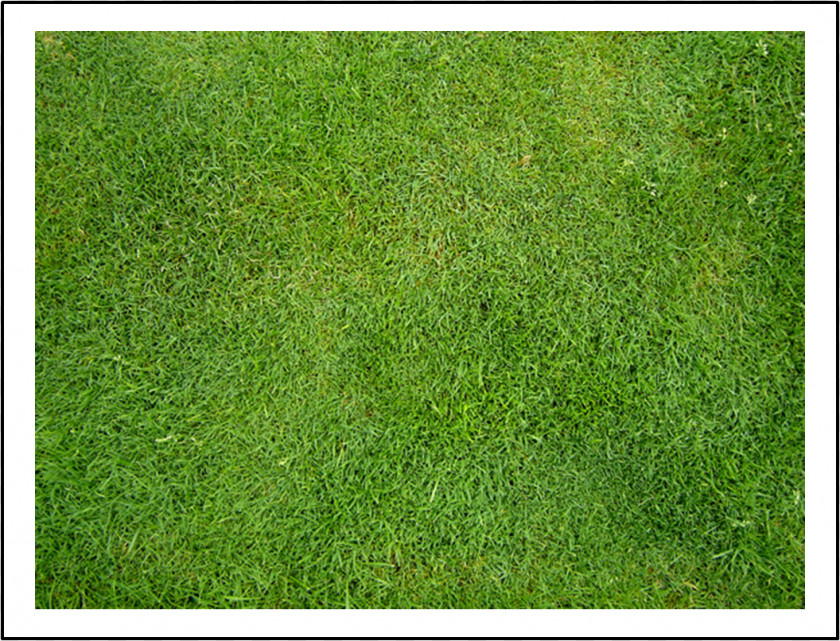 Rumput Artificial Turf Meadow Lawn Grasses Groundcover PNG