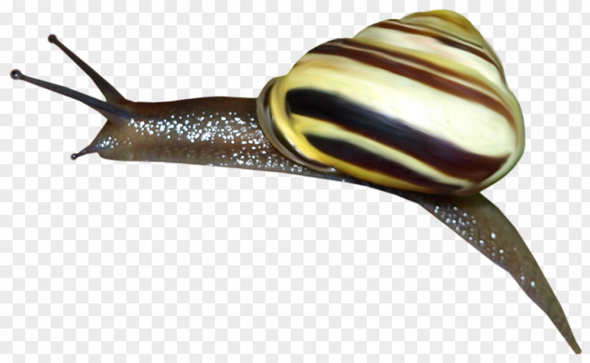 Snail Pond Snails Slug Bob 2 3: Egypt Journey PNG