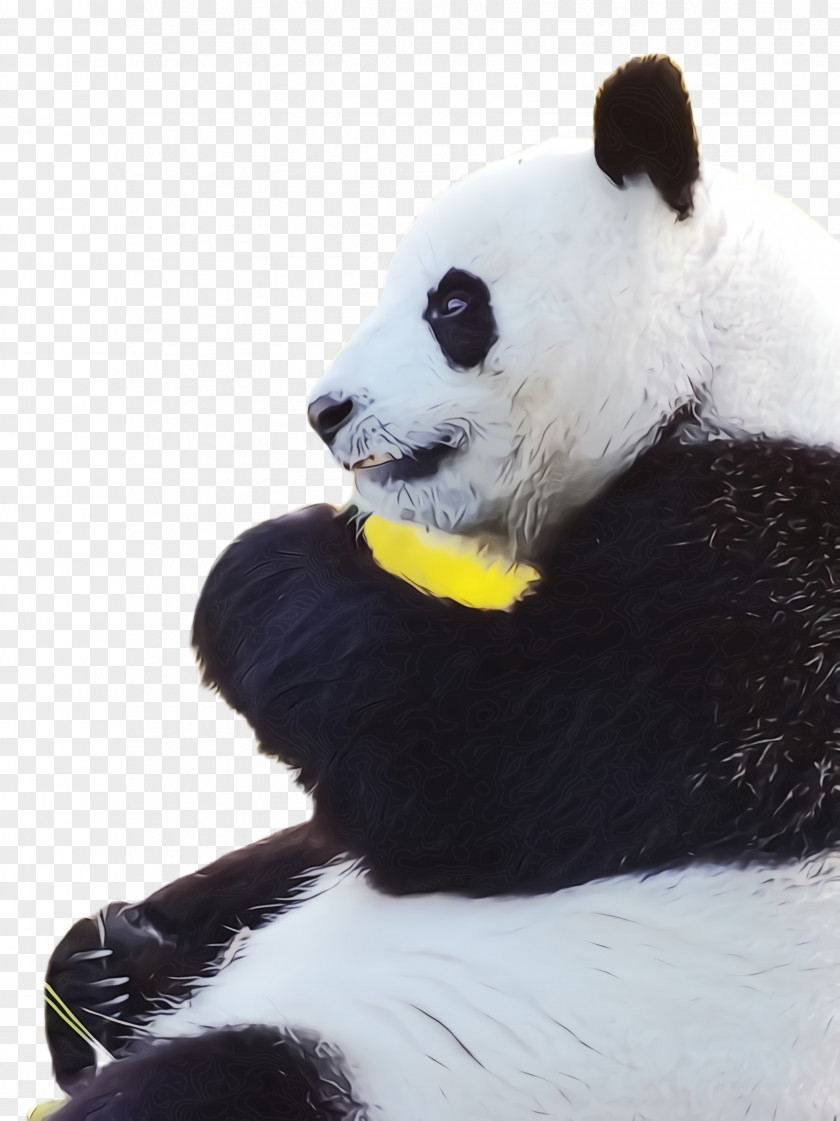 Animal Figure Fur Panda PNG