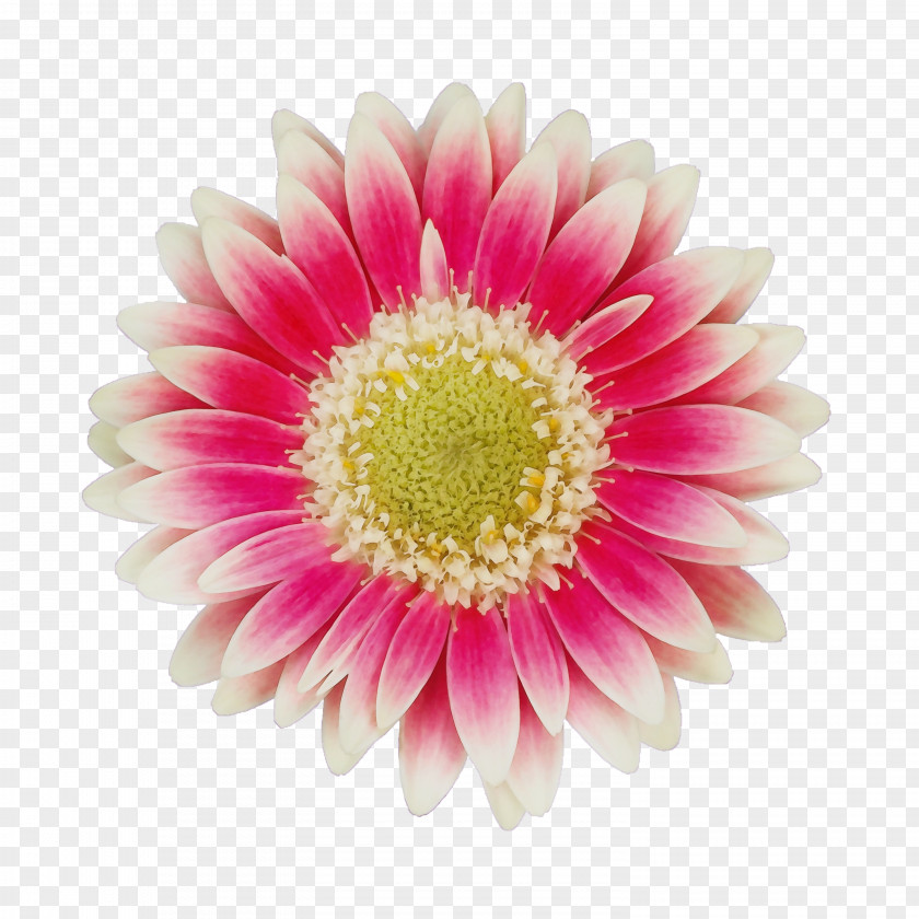 Daisy Family Cut Flowers Flower Barberton Gerbera Petal Pink PNG