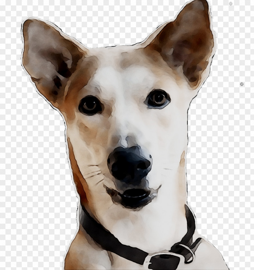 Dog Breed Canaan Whippet Companion Snout PNG