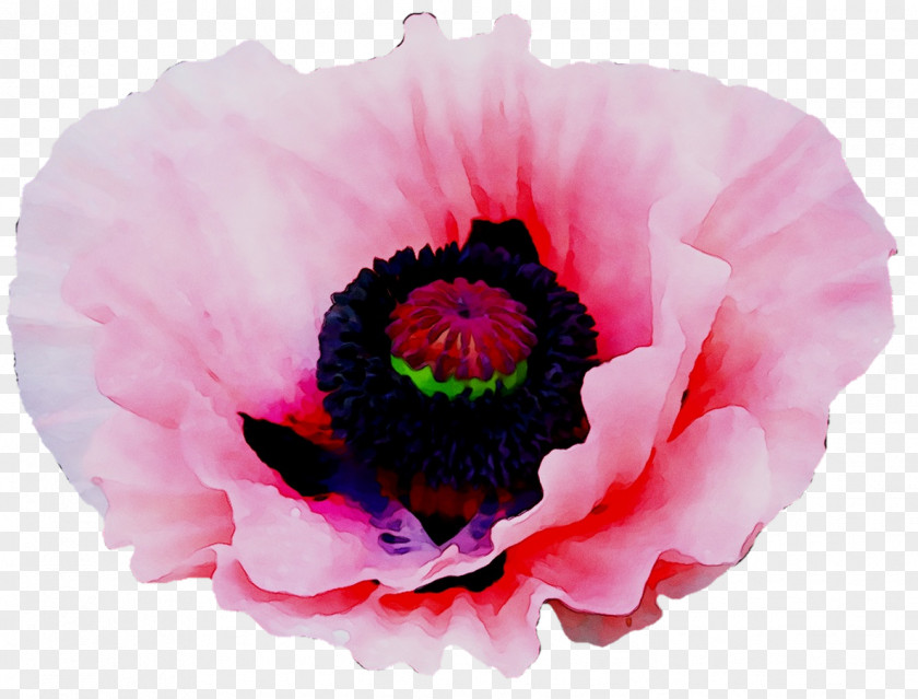 Pink M Anemone Herbaceous Plant Plants PNG