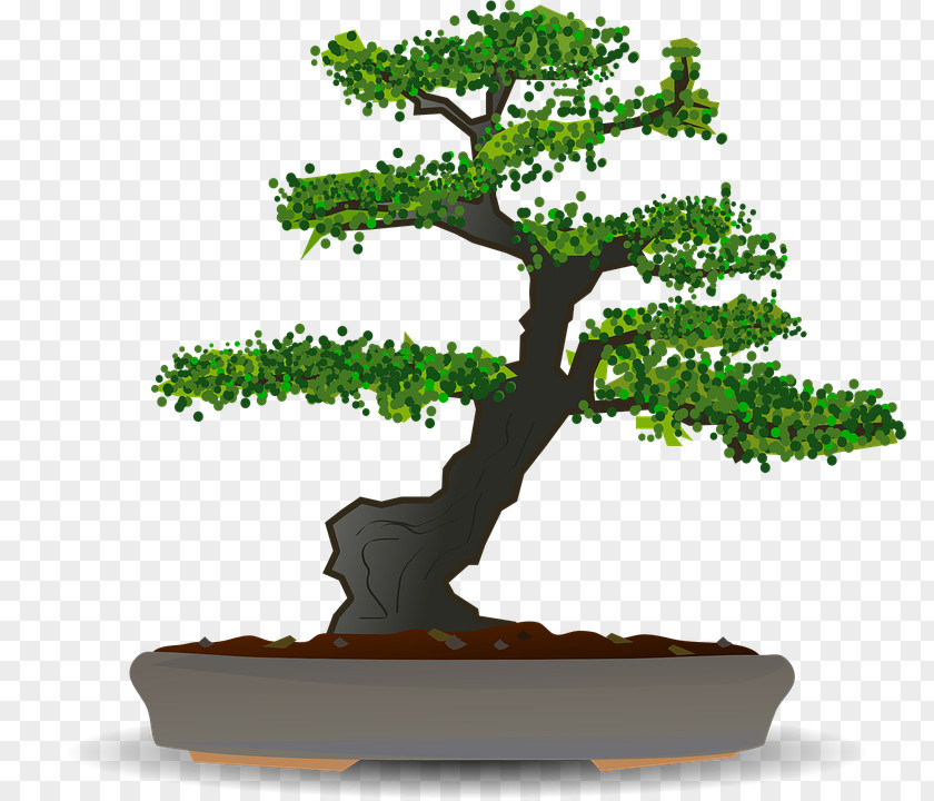 Tree Bonsai Sageretia Theezans Clip Art PNG