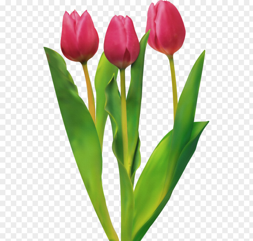 Tulip Cut Flowers PNG