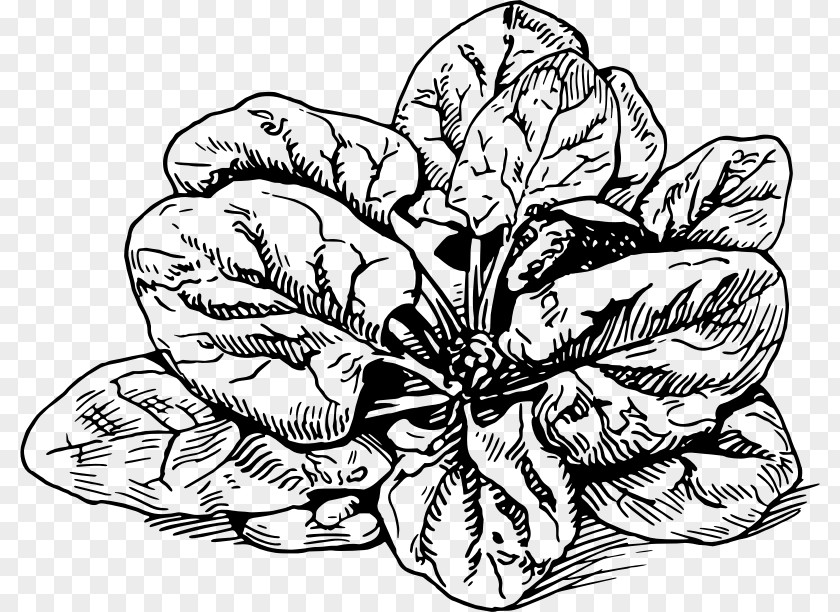 Vegetable Spinach Banitsa Lasagne Drawing Spanakopita PNG