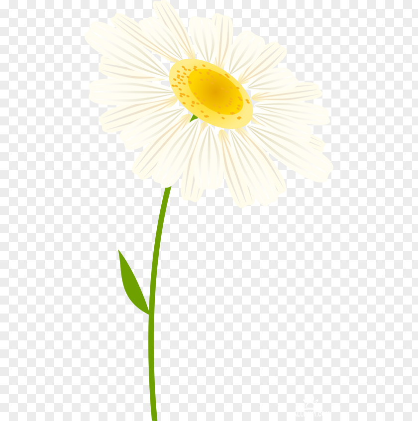 Common Daisy Oxeye Transvaal Cut Flowers Petal PNG