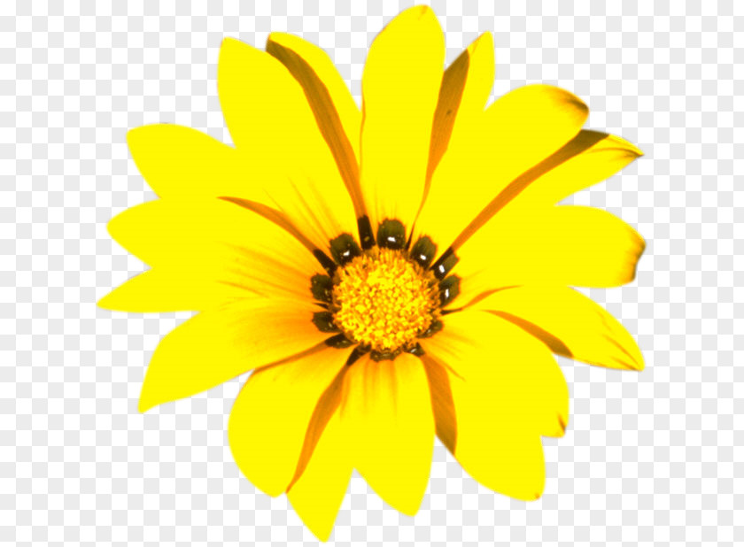 Flower Yellow Color White PNG