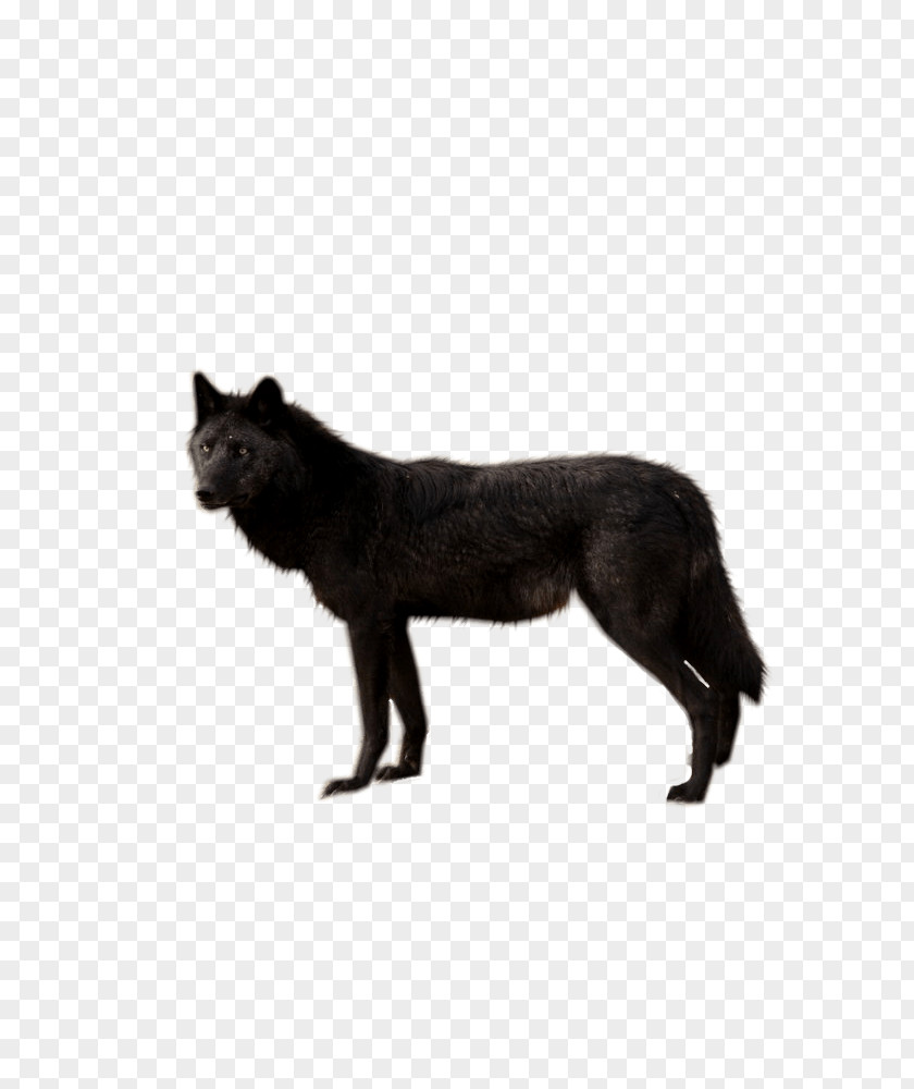 Wolf Image Picture Download Wolfdog Cat PNG