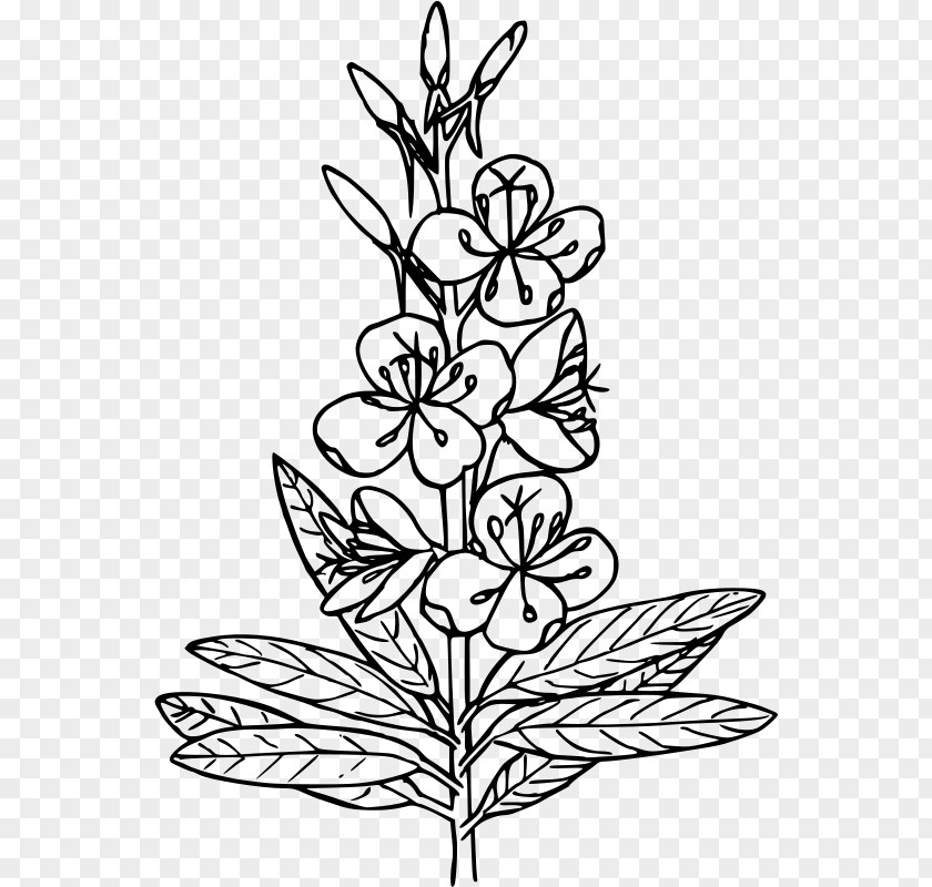 Fireweed Drawing Coloring Book Black And White Clip Art PNG