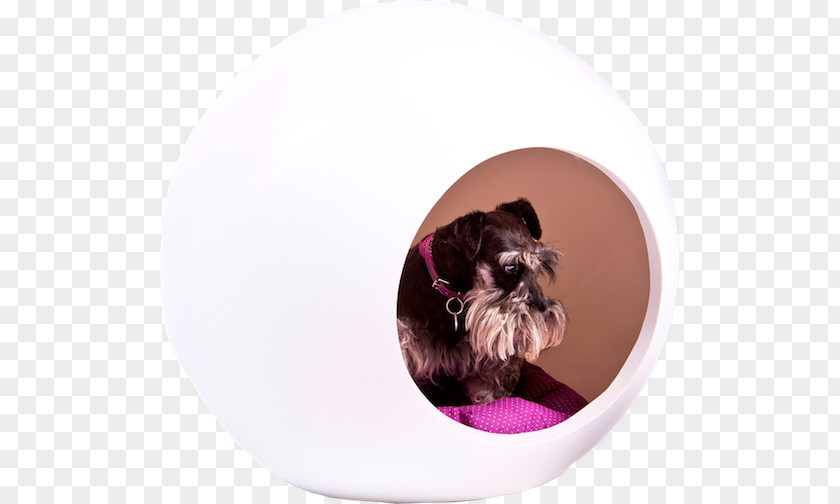 Puppy Dog Breed Shih Tzu Cat Schnoodle PNG