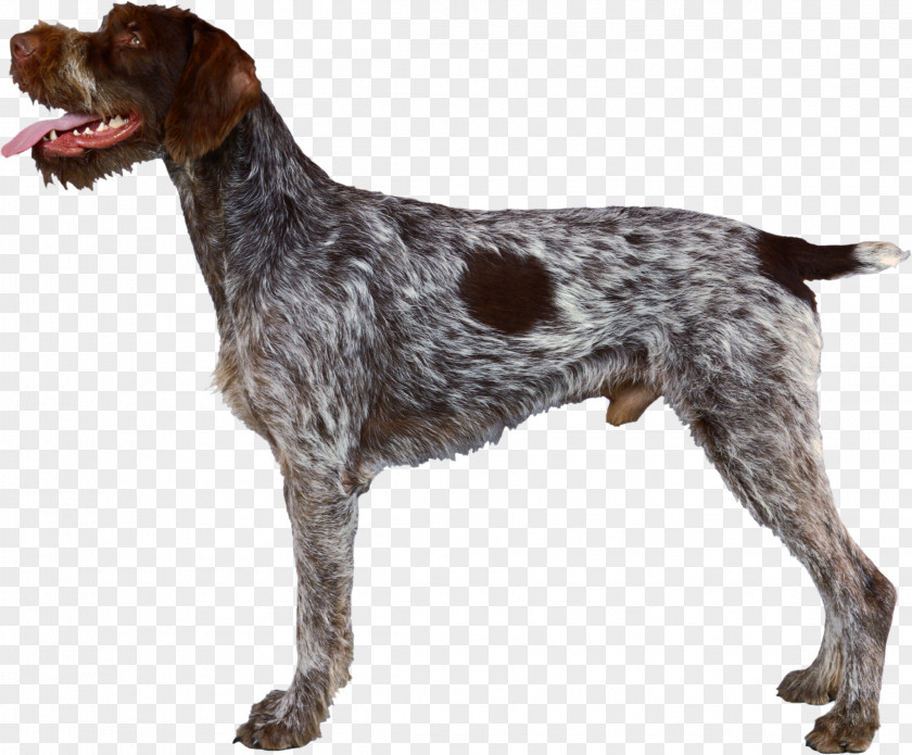 Race German Wirehaired Pointer Pointing Griffon Spinone Italiano Shorthaired PNG