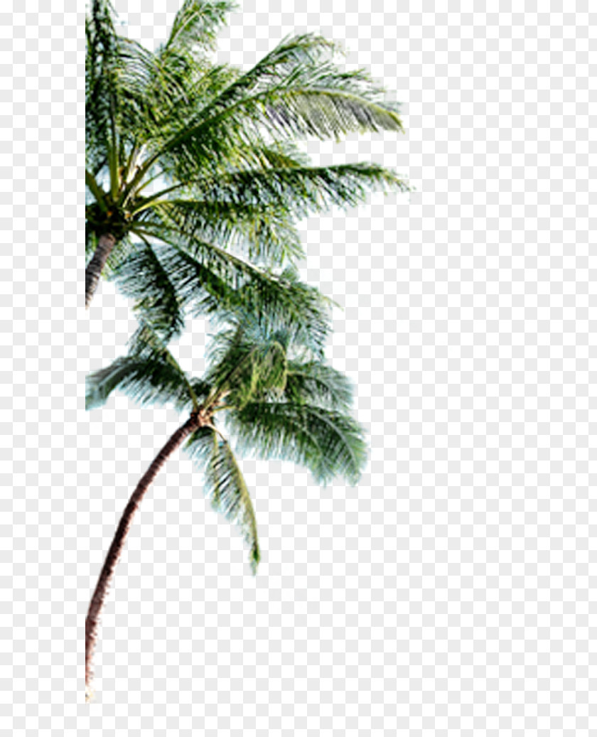 Tree Tropical Islands Resort Harbour Island, Bahamas Clip Art PNG