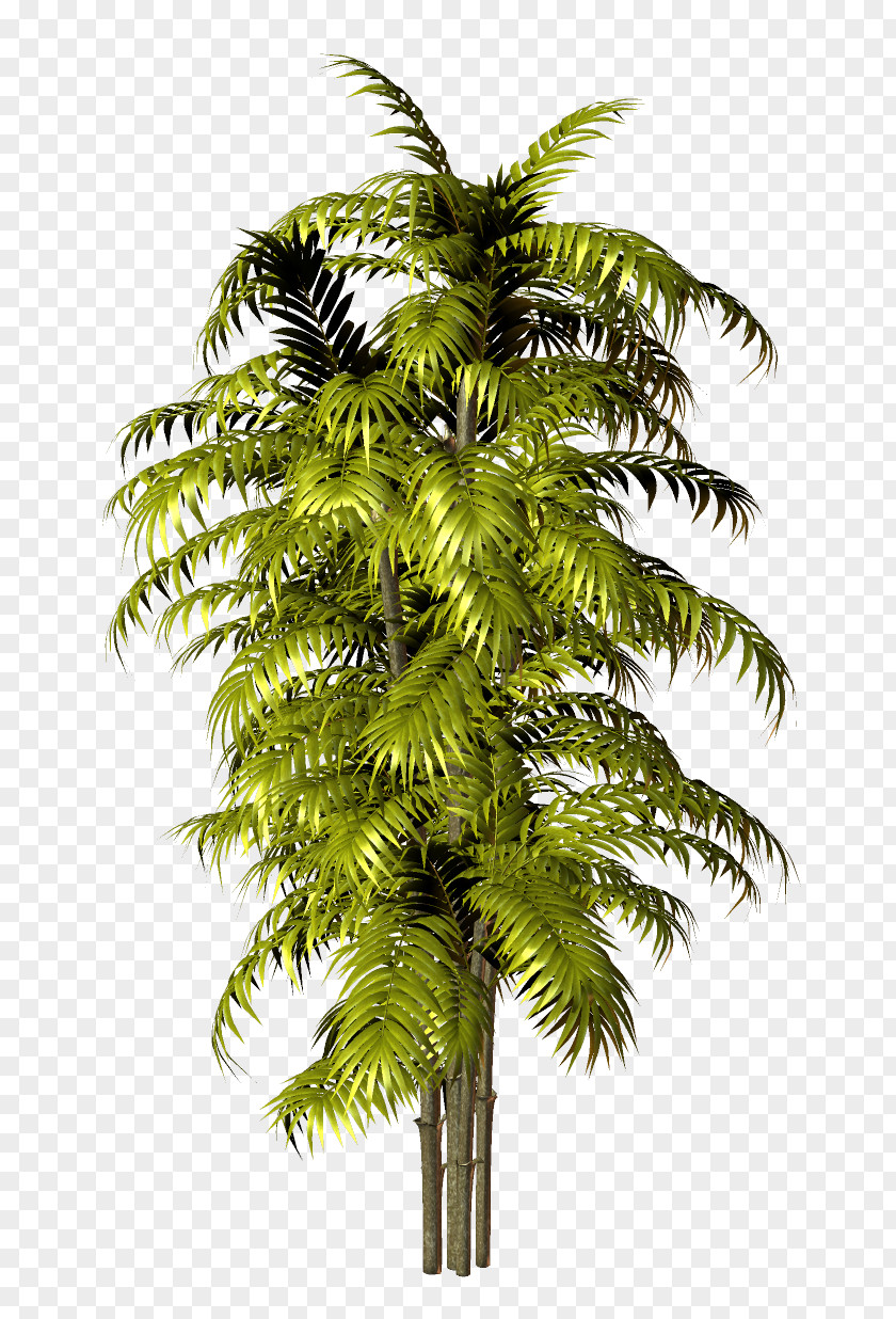 Beach Tree Arecaceae Photography Clip Art PNG