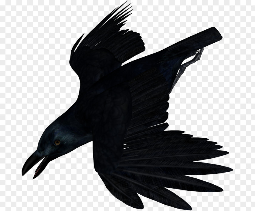 Bird American Crow Common Raven PNG