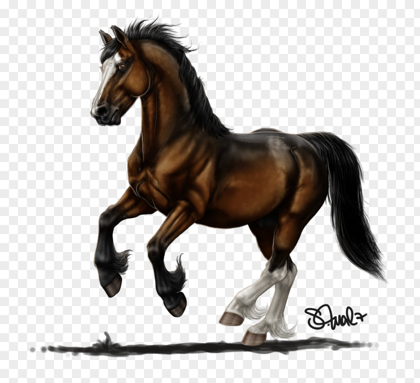 Mustang Mane Stallion Mare Bridle PNG