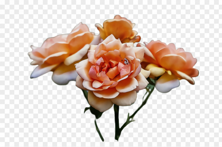 Plant Rose Family Garden Roses PNG