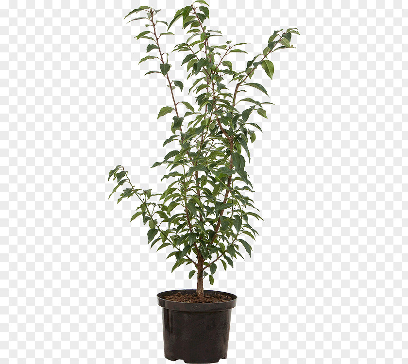 Prunus Laurocerasus Portuguese Laurel Flowerpot Bay Chinese Sweet Plum Garden Centre PNG