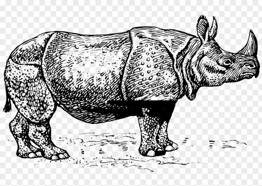 Rhinoceros Javan Horn Black Clip Art PNG