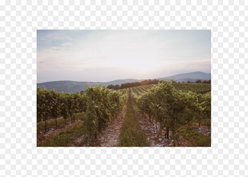 Vineyard Valpolicella Red Wine Amarone Italian PNG