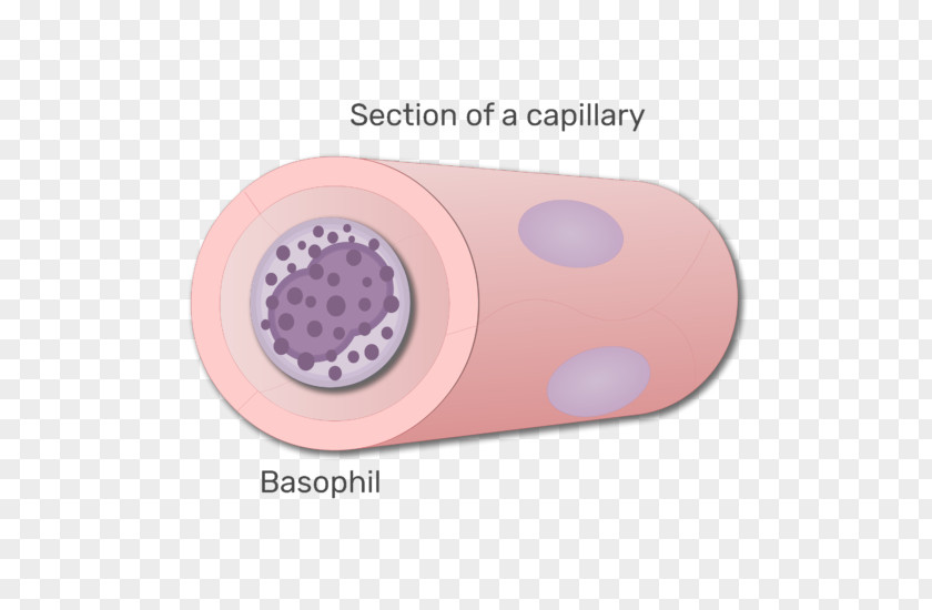Animation Elements Basophil White Blood Cell Agranulocyte PNG