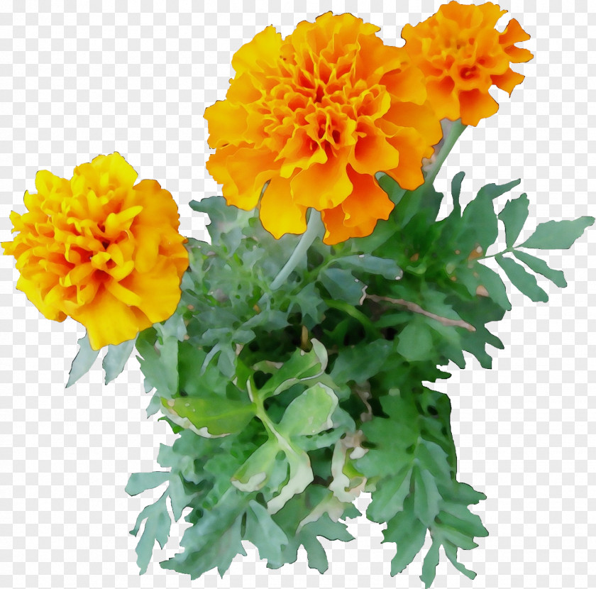 Annual Plant Calendula Flower Flowering Tagetes English Marigold Patula PNG