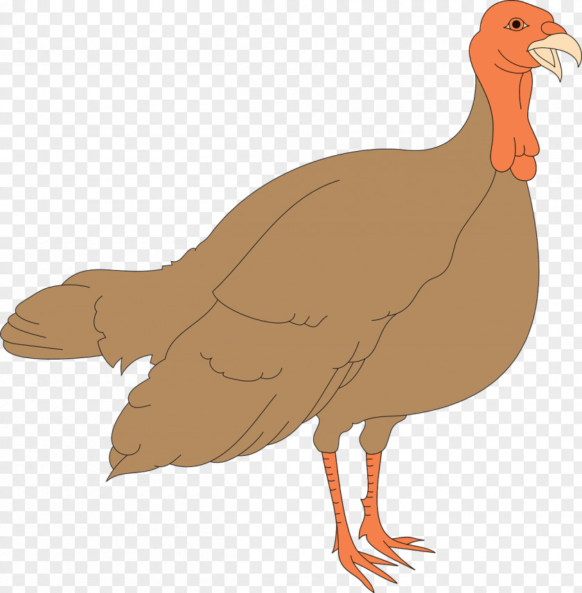 Brown Chicken Black Turkey Thanksgiving Clip Art PNG