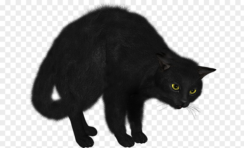 FAISCA Black Cat Bombay Domestic Short-haired Clip Art PNG