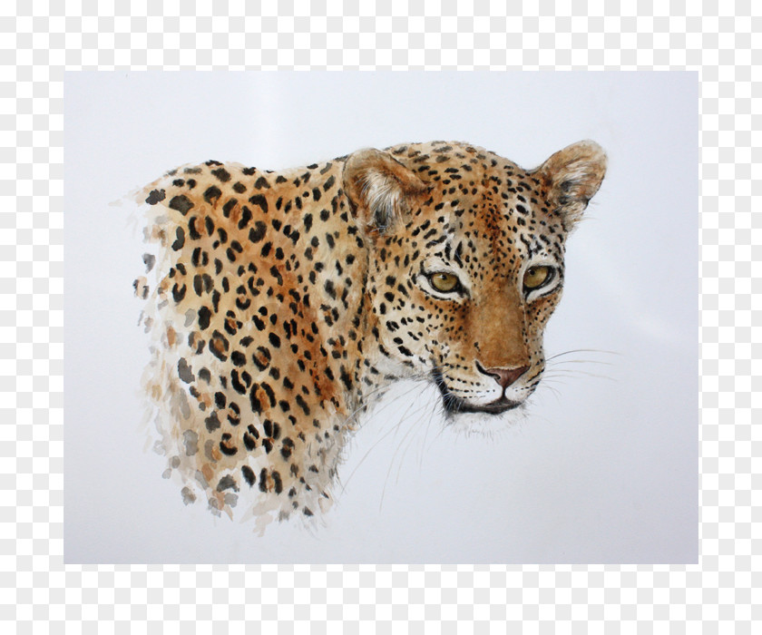 Leopard Jaguar Cheetah Whiskers Snout PNG