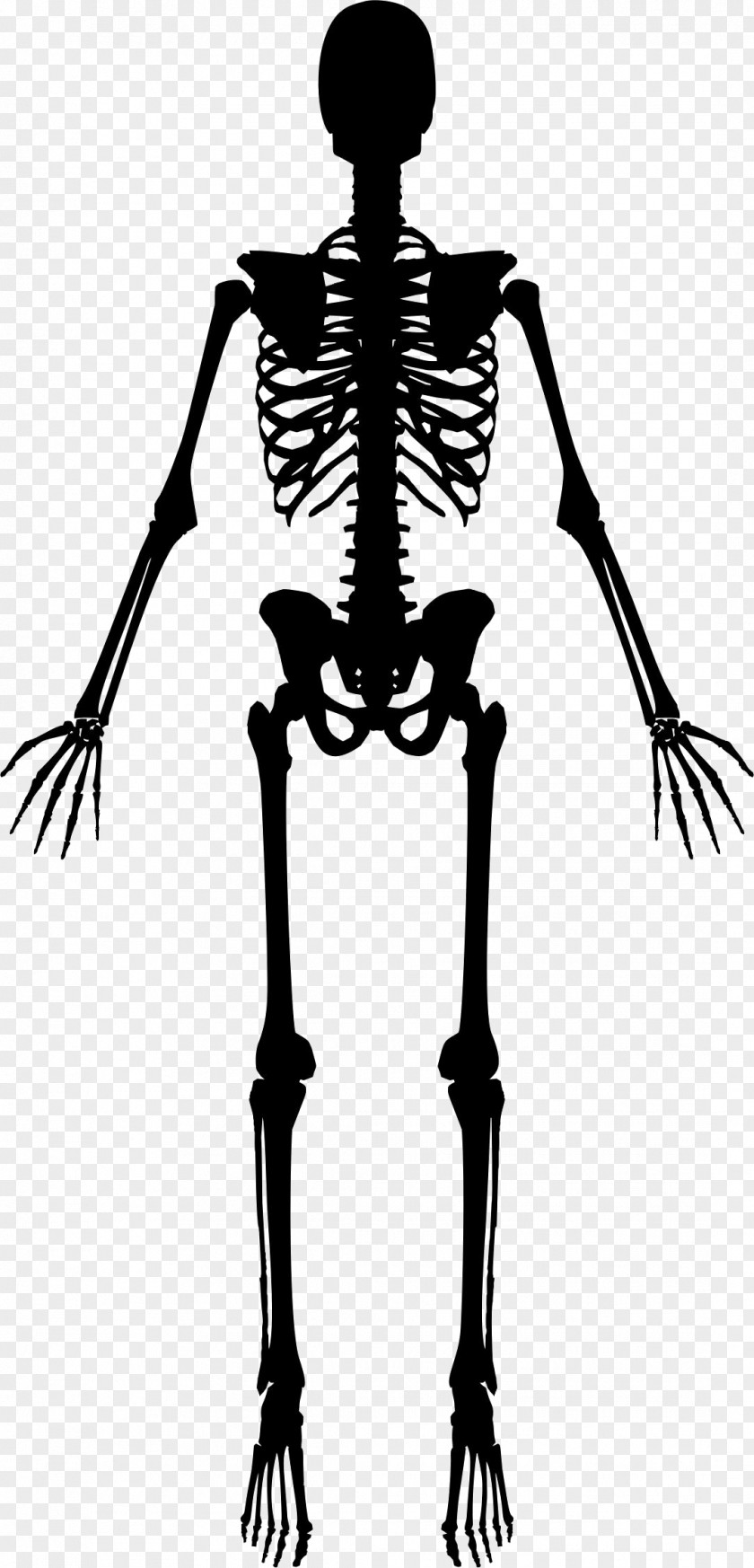 Skeleton Human Vector Graphics Clip Art Skull PNG