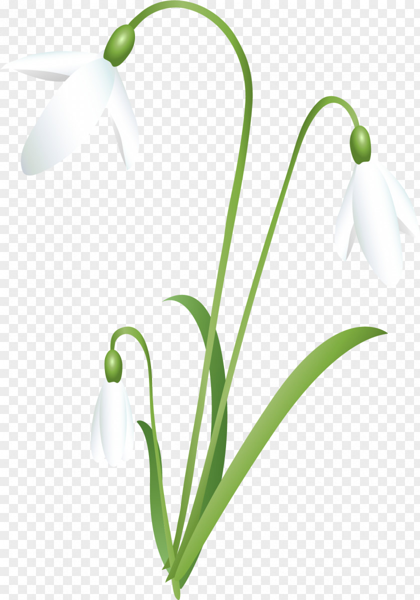 Snowdrop Cut Flowers Spring Snowflake PNG