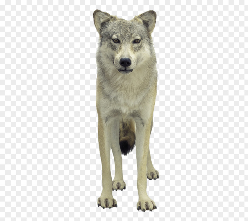 Wolf Tundra Poster PNG
