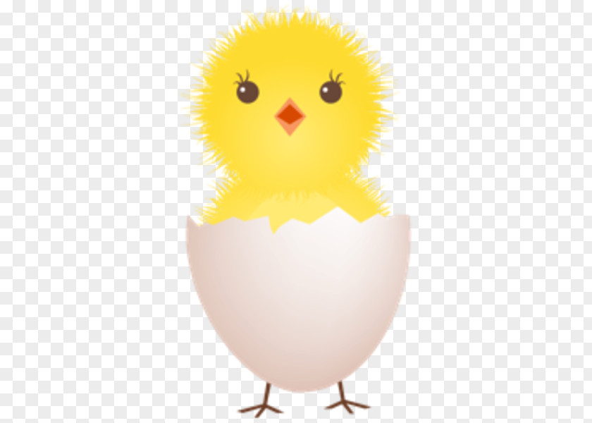 Chicks Download Ico Chicken Fried Egg Eggshell Clip Art PNG