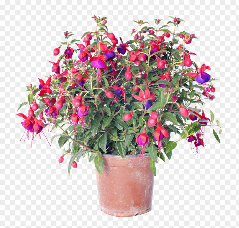 Flower Delivery Fuchsia Stock Photography Floristry PNG