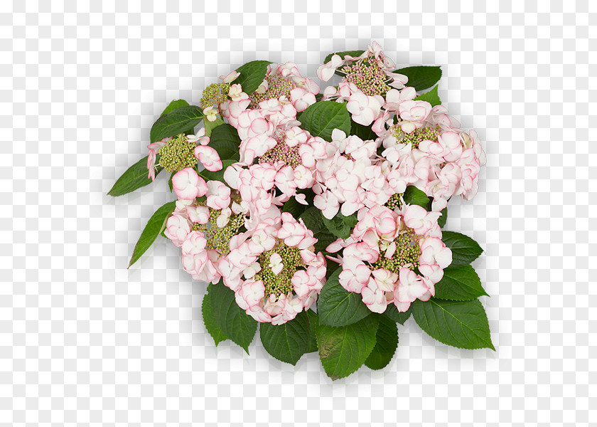 Flower Hydrangea Cut Flowers Pink Shrub PNG