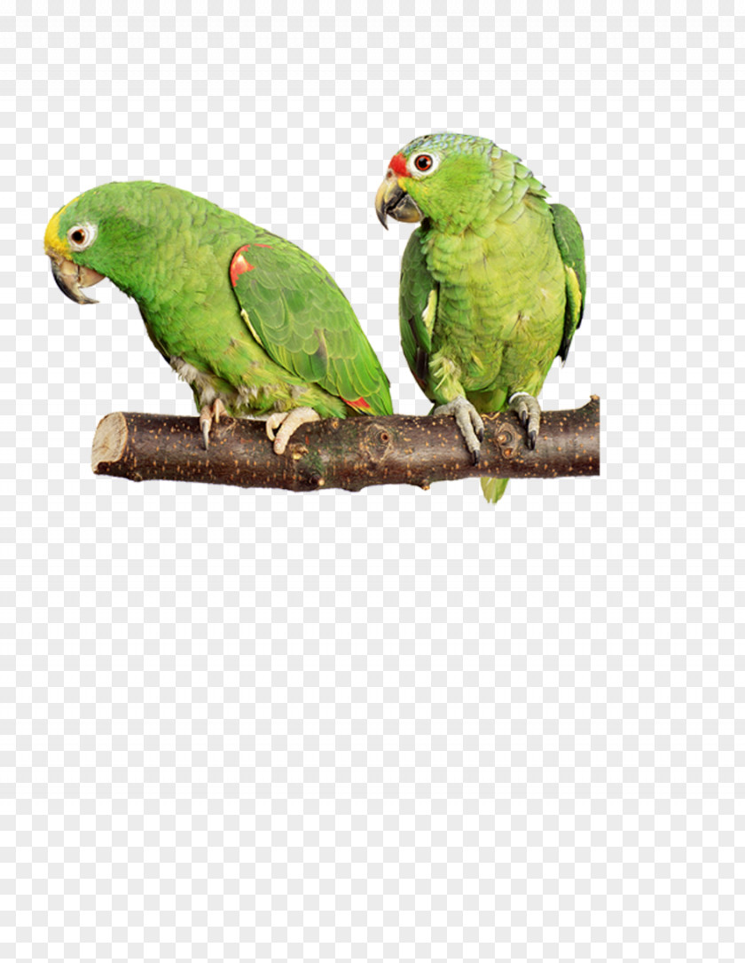 Hand-painted Parrot Bird Cockatiel Budgerigar Dog PNG