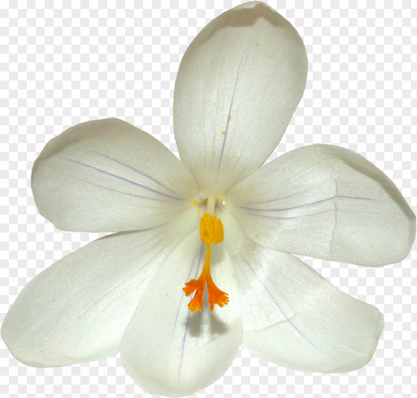 Saffron Flower Crocus Clip Art PNG