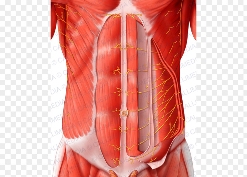 Abdomen Anatomy Rectus Abdominis Muscle Abdominal Wall Nerve Transverse PNG