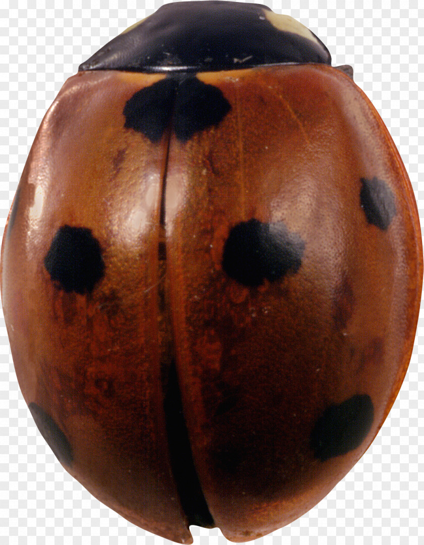 Beetle Ladybird Color Clip Art PNG