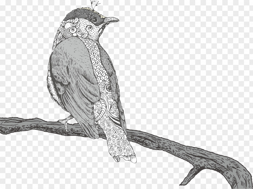 Bird Drawing Royalty-free Illustration PNG