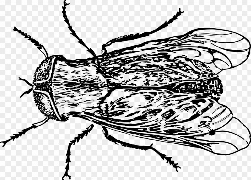 Fly Housefly Bee Insect Grasshopper PNG