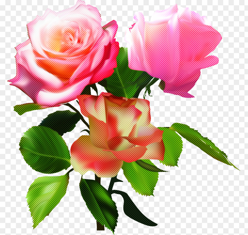 Garden Roses PNG