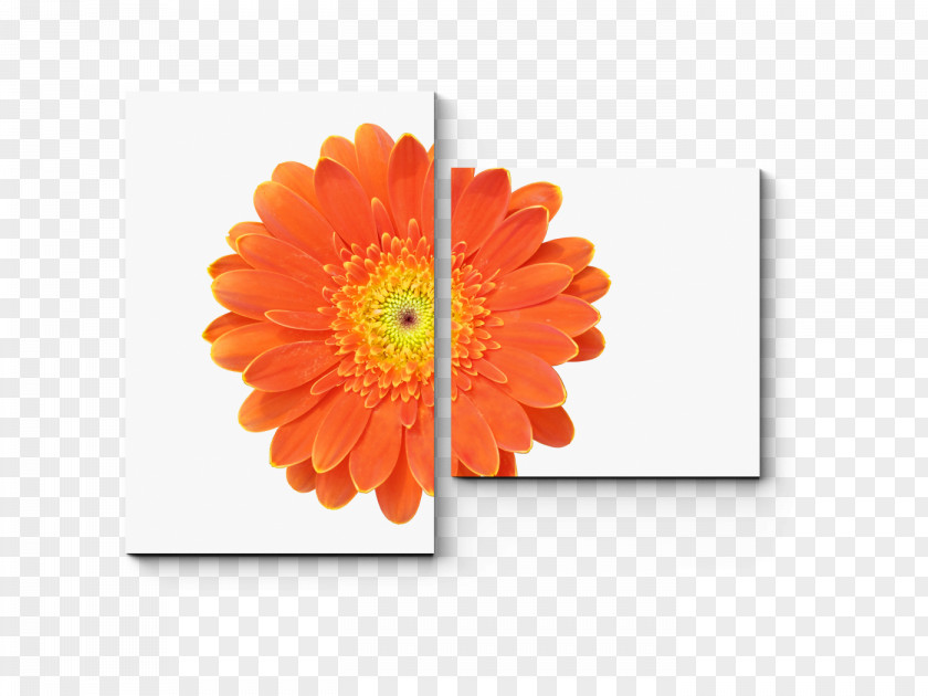 Gerbera Transparent Transvaal Daisy Shutterstock Stock Photography Vector Graphics Royalty-free PNG