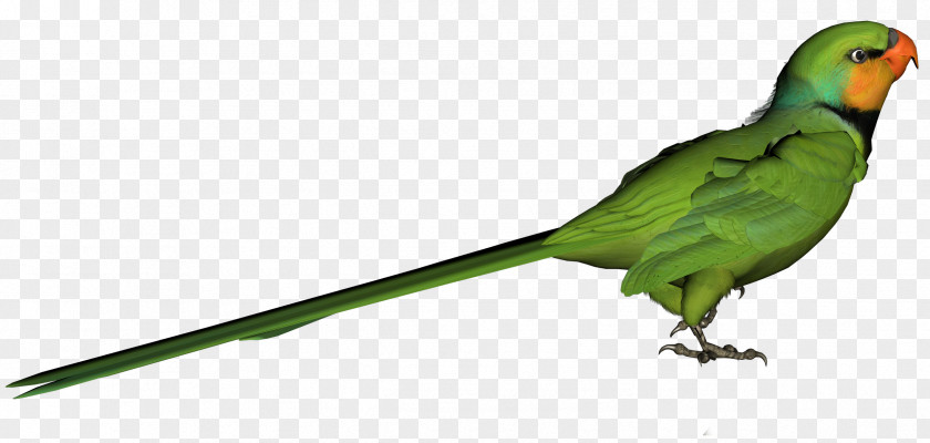 Green Parrot Clipart Picture Bird Clip Art PNG