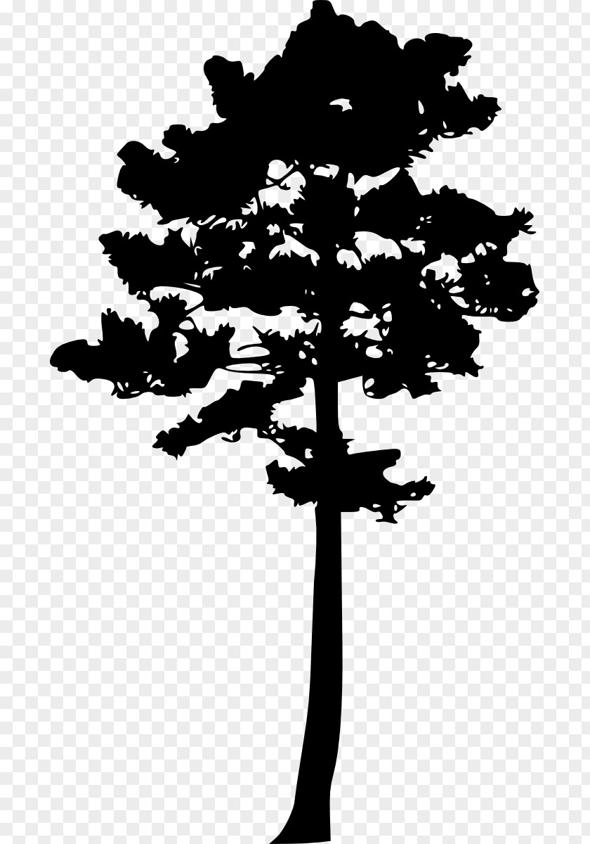 Pine Tree Woody Plant PNG