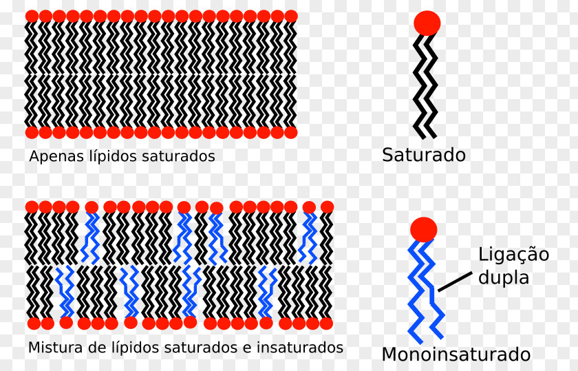 Plant Biological Membrane Cell Hydrophobe Lipid Bilayer PNG